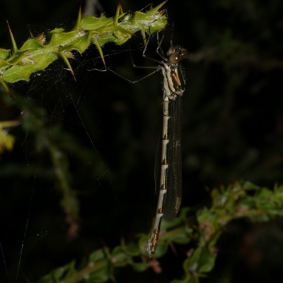 Austrolestes annulosus (Blue Ringtail) at Freshwater Creek, VIC - 12 Apr 2025 by WendyEM