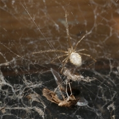 Cryptachaea gigantipes at Freshwater Creek, VIC - 16 Apr 2025 by WendyEM