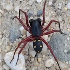 Storena cyanea (Ant-hunter spider) at Lucknow, VIC - 27 Jul 2025 by LizC
