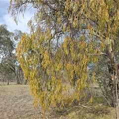 Amyema miquelii (Box Mistletoe) at Symonston, ACT - 19 Aug 2025 by Mike