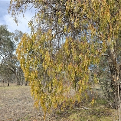 Amyema miquelii (Box Mistletoe) at Symonston, ACT - 19 Aug 2025 by Mike