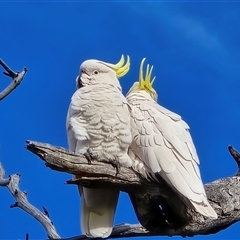 Cacatua galerita (Sulphur-crested Cockatoo) at Symonston, ACT - 19 Aug 2025 by Mike