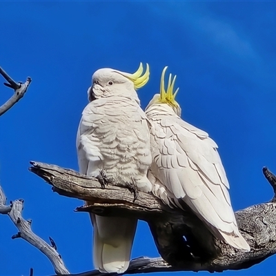 Cacatua galerita (Sulphur-crested Cockatoo) at Symonston, ACT - 19 Aug 2025 by Mike