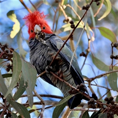 Callocephalon fimbriatum (identifiable birds) (Gang-gang Cockatoo (named birds)) at Hughes, ACT - 18 Aug 2025 by LisaH