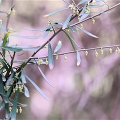 Melicytus dentatus at Splitters Creek, NSW - 15 Aug 2025 by KylieWaldon