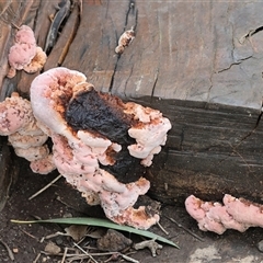 Rhodofomitopsis lilacinogilva complex (Lilac Shelf Fungus) at Splitters Creek, NSW - 15 Aug 2025 by KylieWaldon