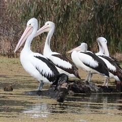 Pelecanus conspicillatus (Australian Pelican) at Splitters Creek, NSW - 15 Aug 2025 by KylieWaldon