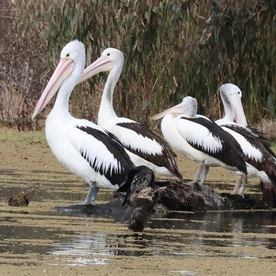 Pelecanus conspicillatus (Australian Pelican) at Splitters Creek, NSW - 15 Aug 2025 by KylieWaldon