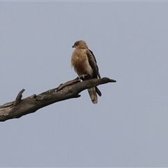 Haliastur sphenurus (Whistling Kite) at Splitters Creek, NSW - 15 Aug 2025 by KylieWaldon