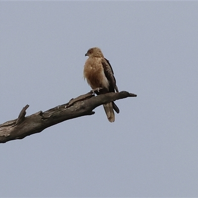 Haliastur sphenurus (Whistling Kite) at Splitters Creek, NSW - 15 Aug 2025 by KylieWaldon