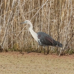 Ardea pacifica (White-necked Heron) at Splitters Creek, NSW - 15 Aug 2025 by KylieWaldon
