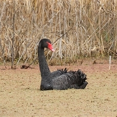 Cygnus atratus (Black Swan) at Splitters Creek, NSW - 15 Aug 2025 by KylieWaldon