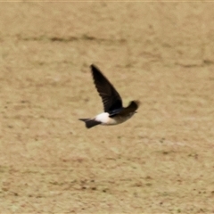 Petrochelidon ariel (Fairy Martin) at Splitters Creek, NSW - 15 Aug 2025 by KylieWaldon