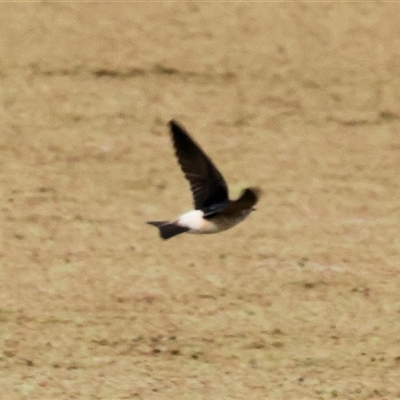 Petrochelidon ariel (Fairy Martin) at Splitters Creek, NSW - 15 Aug 2025 by KylieWaldon