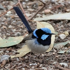 Malurus cyaneus (Superb Fairywren) at Splitters Creek, NSW - 15 Aug 2025 by KylieWaldon