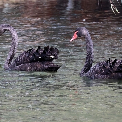 Cygnus atratus (Black Swan) at Splitters Creek, NSW - 15 Aug 2025 by KylieWaldon