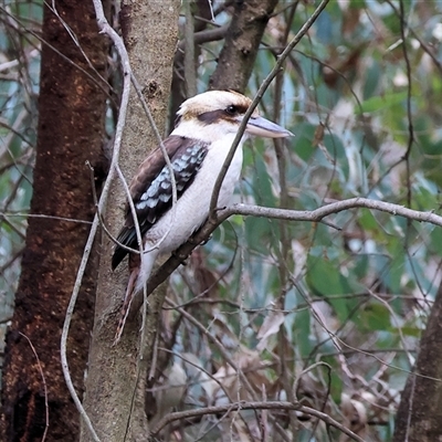 Dacelo novaeguineae (Laughing Kookaburra) at Splitters Creek, NSW - 15 Aug 2025 by KylieWaldon