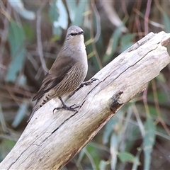 Climacteris picumnus victoriae (Brown Treecreeper) at Splitters Creek, NSW - 15 Aug 2025 by KylieWaldon