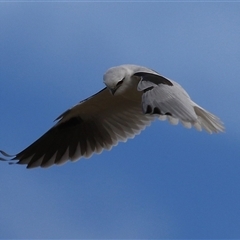 Elanus axillaris (Black-shouldered Kite) at Fyshwick, ACT - 19 Aug 2025 by RodDeb