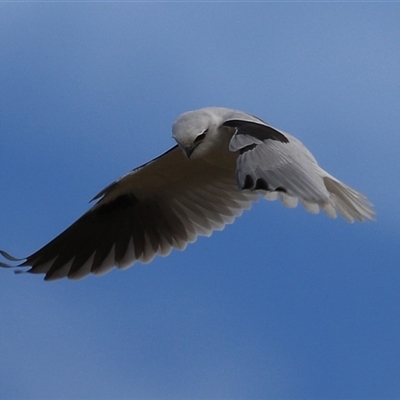 Elanus axillaris (Black-shouldered Kite) at Fyshwick, ACT - 19 Aug 2025 by RodDeb