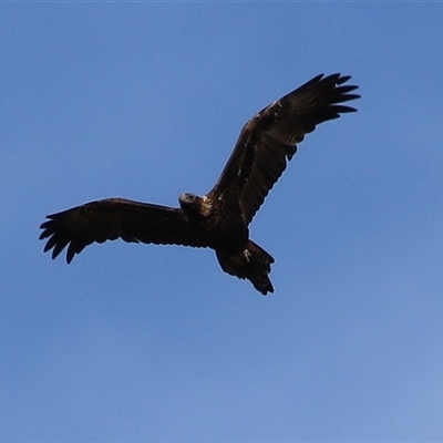 Aquila audax (Wedge-tailed Eagle) at Fyshwick, ACT - 19 Aug 2025 by RodDeb