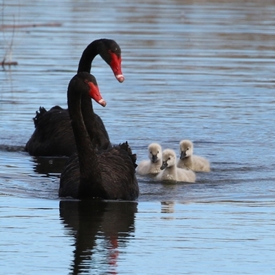 Cygnus atratus (Black Swan) at Fyshwick, ACT - 19 Aug 2025 by RodDeb