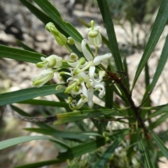 Lomatia myricoides (River Lomatia) at Fullerton, NSW - 31 Dec 2017 by TwoRivers