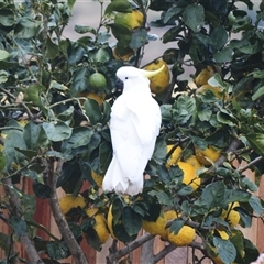 Cacatua galerita (Sulphur-crested Cockatoo) at Jamberoo, NSW - 19 Aug 2025 by plants