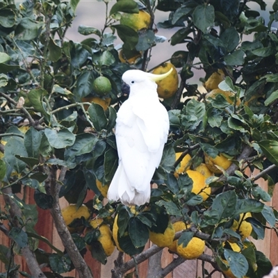 Cacatua galerita (Sulphur-crested Cockatoo) at Jamberoo, NSW - 19 Aug 2025 by plants