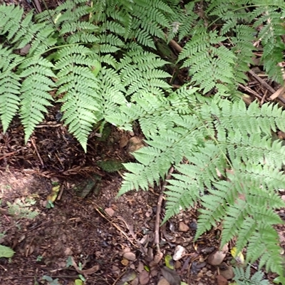 Diplazium australe (Austral Lady Fern) at Murrah, NSW - 15 Aug 2025 by plants