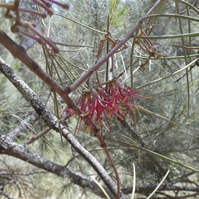 Amyema cambagei at  - suppressed by TwoRivers