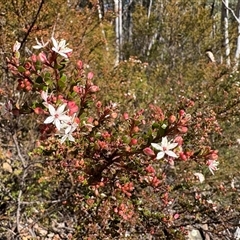 Leionema lamprophyllum subsp. obovatum (Shiny Phebalium) at Cotter River, ACT - 7 Aug 2025 by LukeMcElhinney