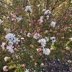 Leionema lamprophyllum subsp. obovatum (Shiny Phebalium) at Cotter River, ACT - 7 Aug 2025 by LukeMcElhinney