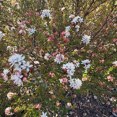 Leionema lamprophyllum subsp. obovatum (Shiny Phebalium) at Cotter River, ACT - 7 Aug 2025 by LukeMcElhinney