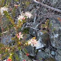 Leionema lamprophyllum subsp. obovatum (Shiny Phebalium) at Cotter River, ACT - 7 Aug 2025 by LukeMcElhinney