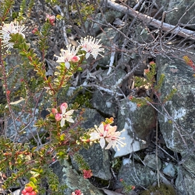 Leionema lamprophyllum subsp. obovatum (Shiny Phebalium) at Cotter River, ACT - 7 Aug 2025 by LukeMcElhinney