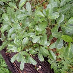 Acronychia oblongifolia (White Aspen, Yellow Wood) at Murrah, NSW - 15 Aug 2025 by plants