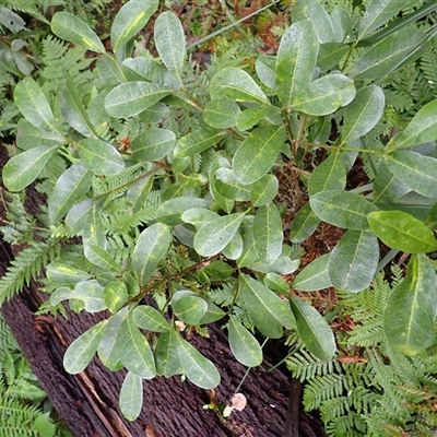 Acronychia oblongifolia (White Aspen, Yellow Wood) at Murrah, NSW - 15 Aug 2025 by plants