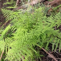Pteris tremula (Tender Brake) at Murrah, NSW - 15 Aug 2025 by plants