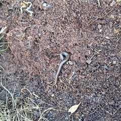 Hemiergis talbingoensis (Eastern Three-toed Earless Skink) at Bowning, NSW - 20 Aug 2025 by Maren