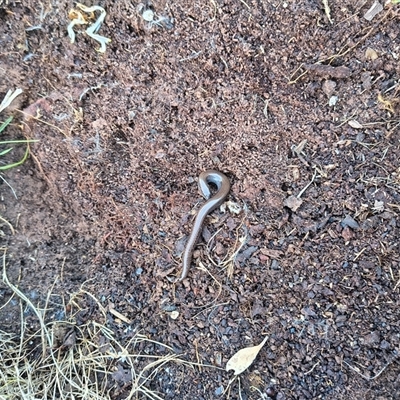 Hemiergis talbingoensis (Eastern Three-toed Earless Skink) at Bowning, NSW - 20 Aug 2025 by Maren