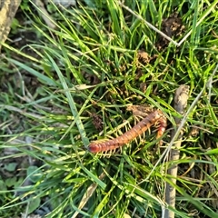 Cormocephalus aurantiipes at Bowning, NSW - 20 Aug 2025 by Maren