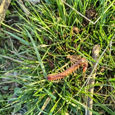 Cormocephalus aurantiipes at Bowning, NSW - 20 Aug 2025 by Maren