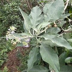 Solanum mauritianum (Wild Tobacco Tree) at Cuttagee, NSW - 15 Aug 2025 by plants
