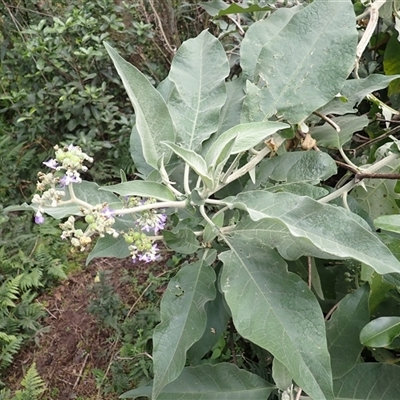 Solanum mauritianum (Wild Tobacco Tree) at Cuttagee, NSW - 15 Aug 2025 by plants