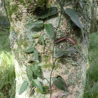 Parsonsia straminea at Cuttagee, NSW - 15 Aug 2025 by plants