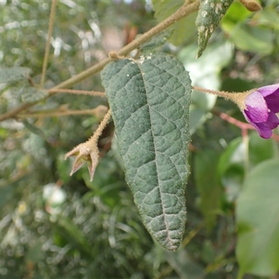 Howittia trilocularis (Blue Howittia) at Cuttagee, NSW - 15 Aug 2025 by plants
