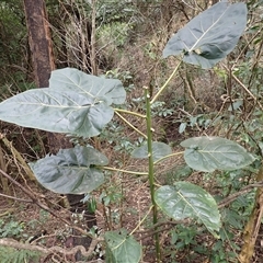 Solanum betaceum (Tree Tomato, or Tamarillo) at Cuttagee, NSW - 15 Aug 2025 by plants