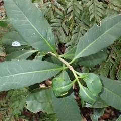 Symplocos thwaitesii (Buff Hazelwood) at Cuttagee, NSW - 15 Aug 2025 by plants