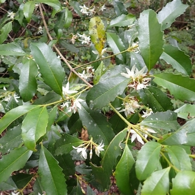 Doryphora sassafras at Cuttagee, NSW - 15 Aug 2025 by plants